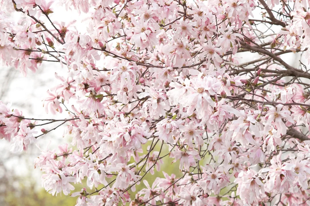 Cherry blossom against a grey spring sky