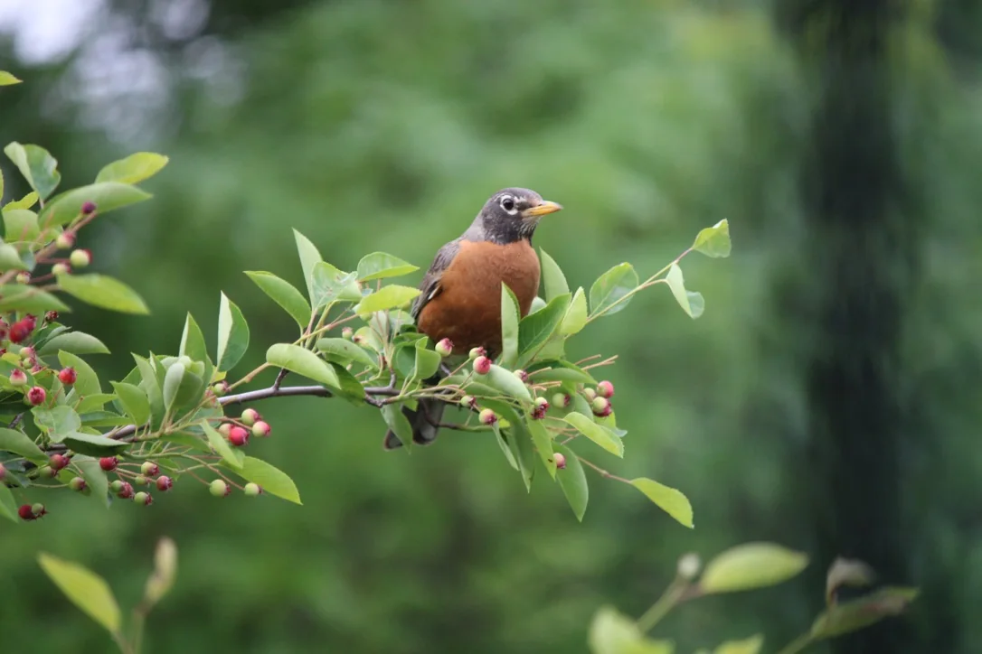 An American robin on a berry branch