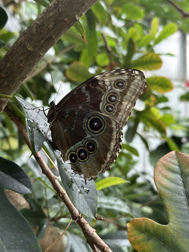 A butterfly folded on a leaf