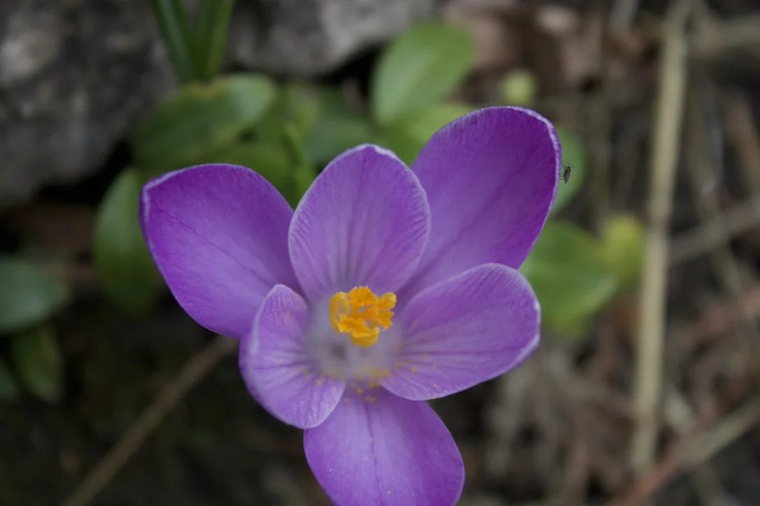 A crocus opening