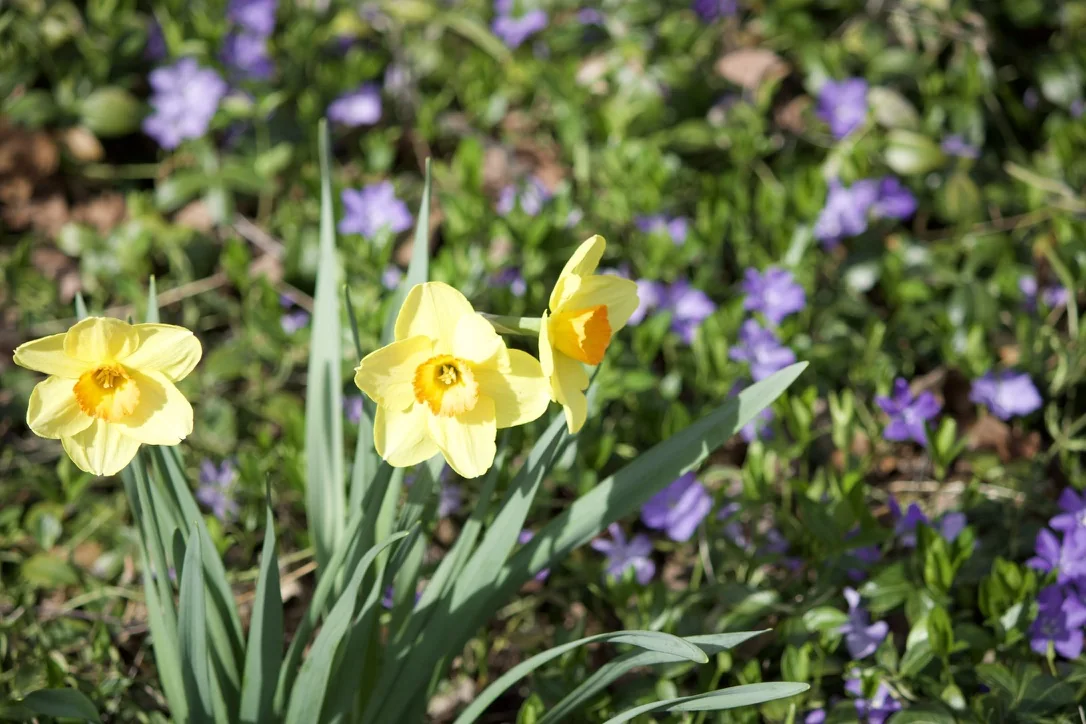 Daffodils in a bed of periwinkle