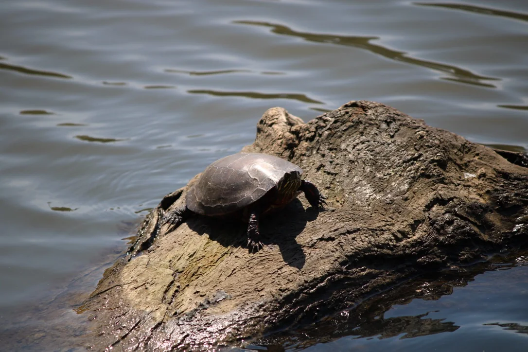 A turtle sunning on a log