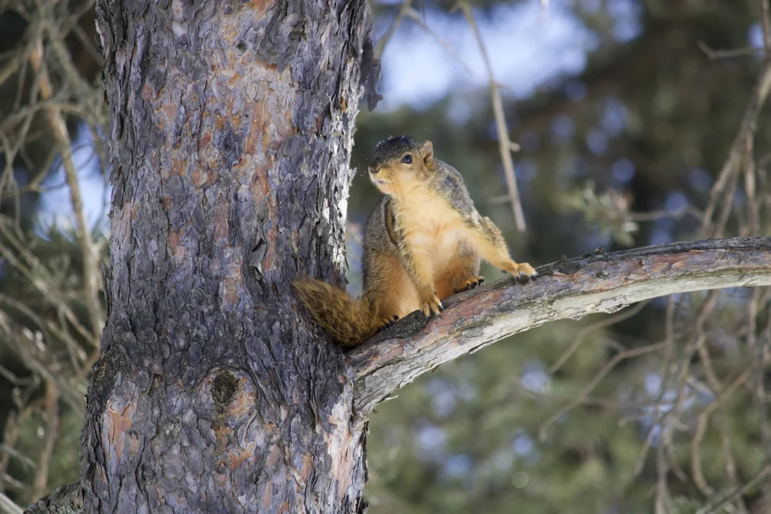 A squirrel mid-climb