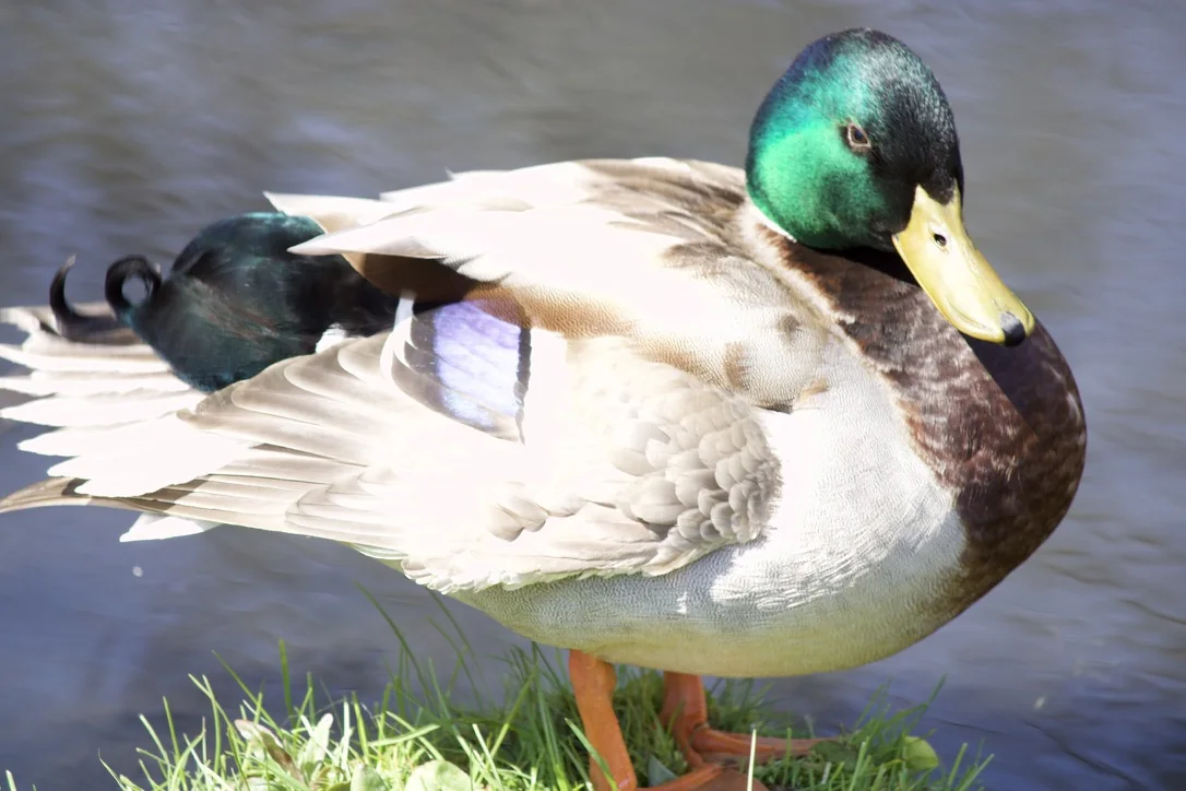 A mallard, preening